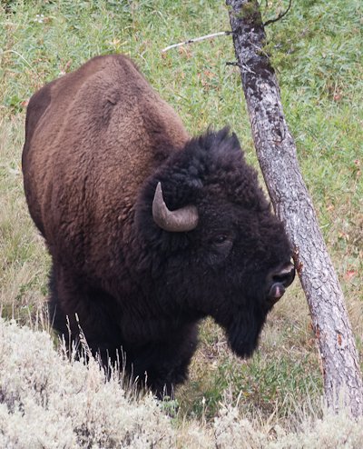 Blacktail Plateau Bison