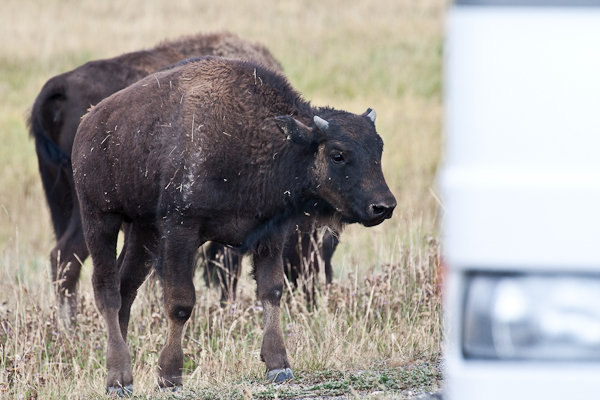 Wee Bison with RV