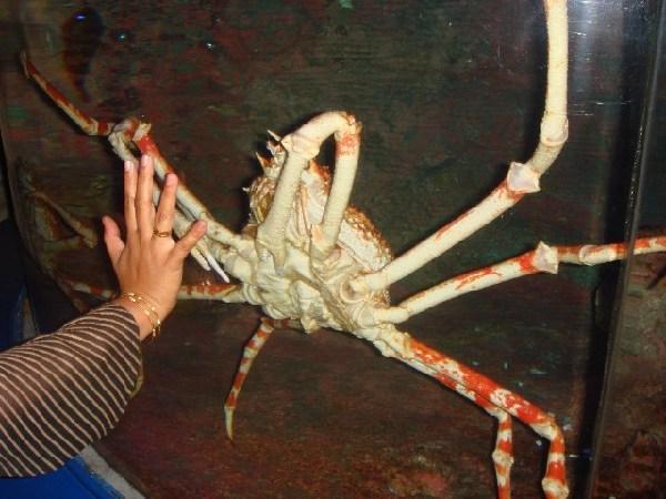 Look at the size of the Crab!