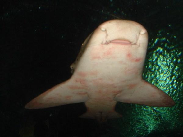 Close up of shark, only a peice of perpex seperating us