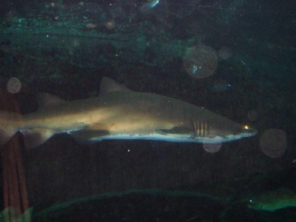 Another picture of a shark