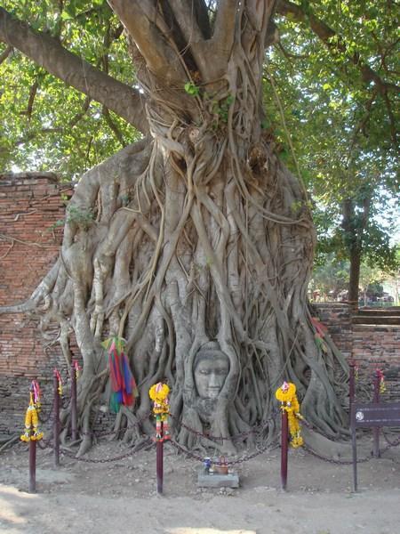 The Buddha's face in the tree