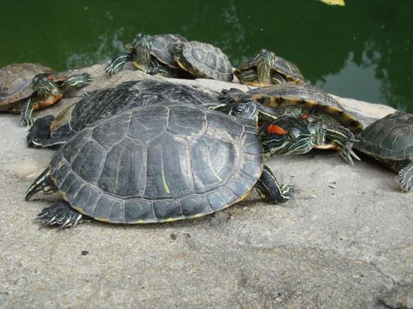 The turtles in Hong Kong park
