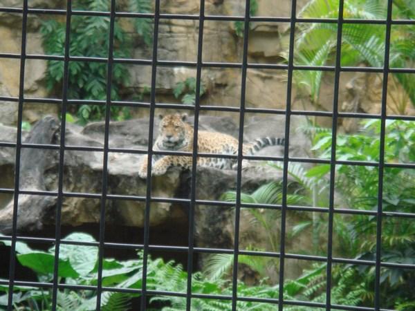 The Leopard at the zoo