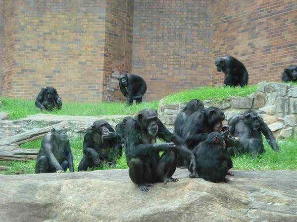 Loads of monkeys at the zoo