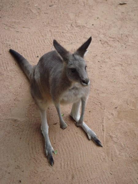 My first Kangaroo in Oz