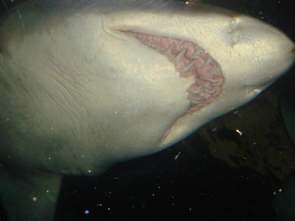 A huge shark at the aquirium