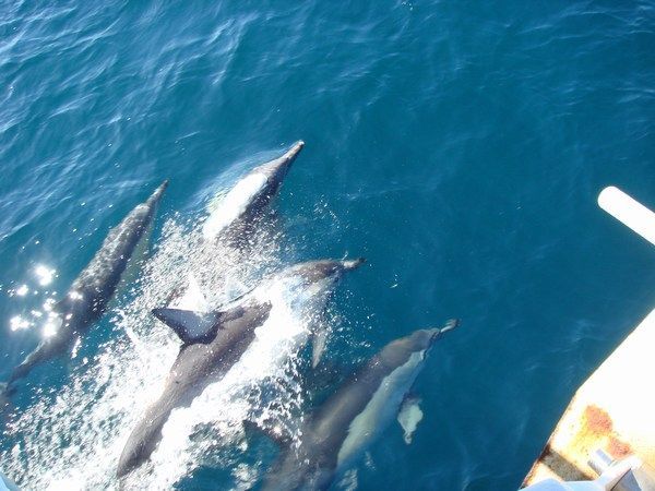 Dolphins swimming along side the boat