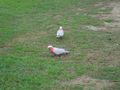 Our friendly cockatoos