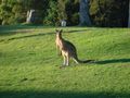Our friendly campsite Kangaroo