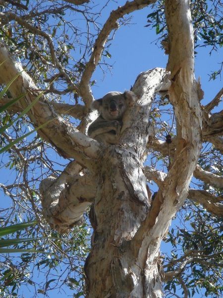 A cute little Koala bear