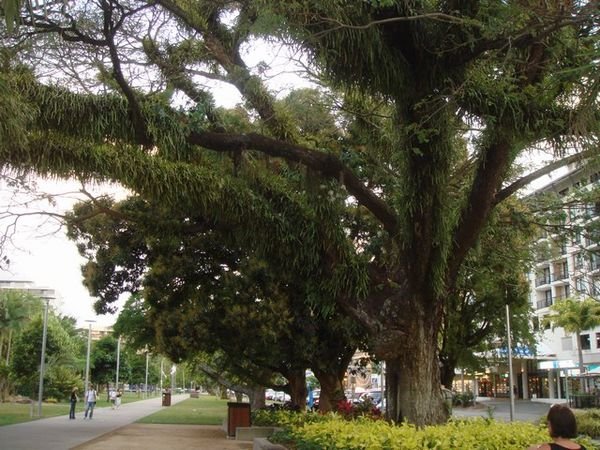 Some weird furry tree in Cairns