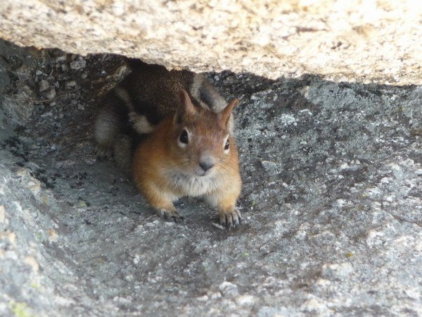 A cool tiny little chipmunk thing