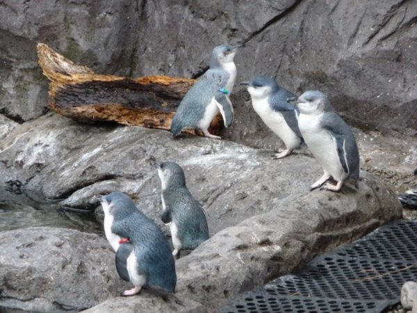 Small Blue Penguins
