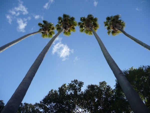 Awesome tall trees