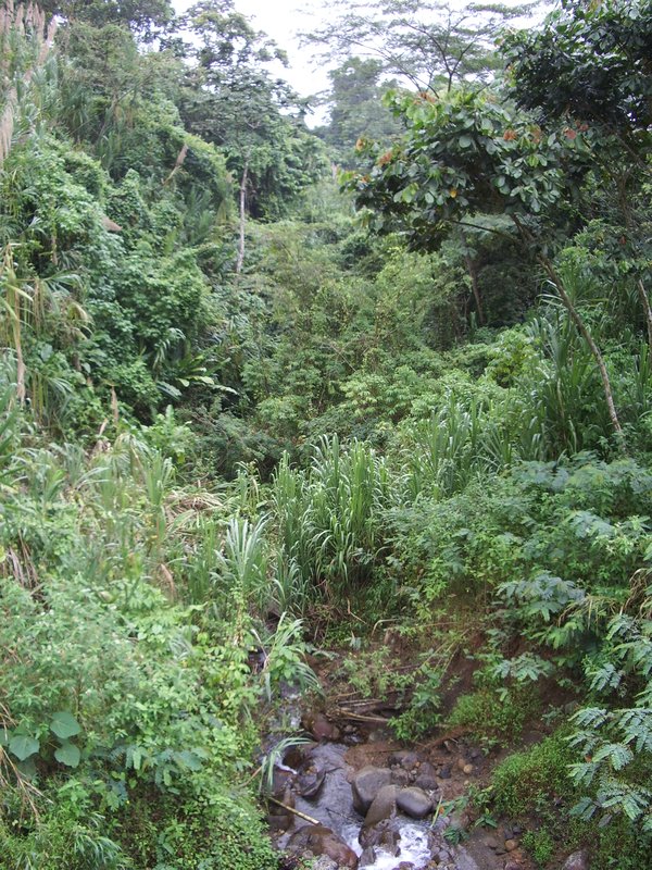 Lush rain forest