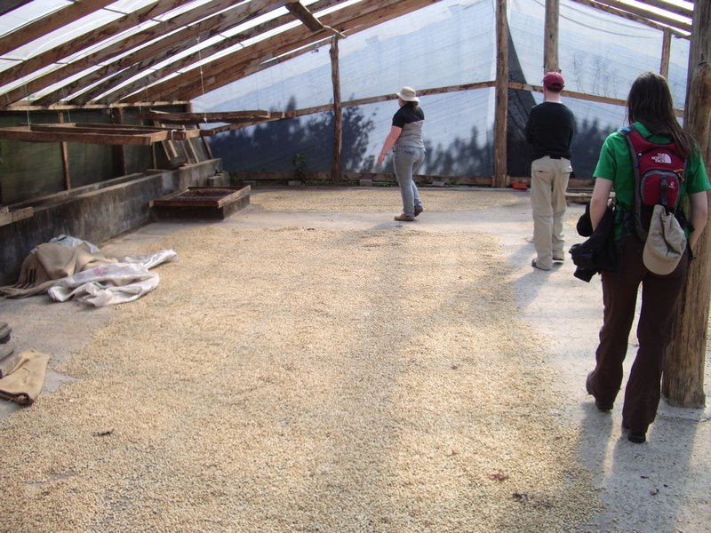 Coffee drying shed