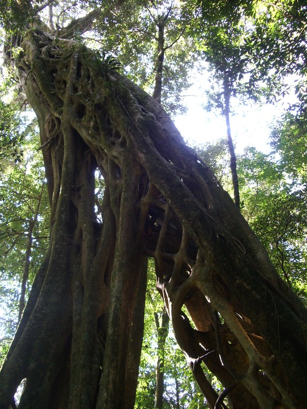 Giant Strangler Ficus