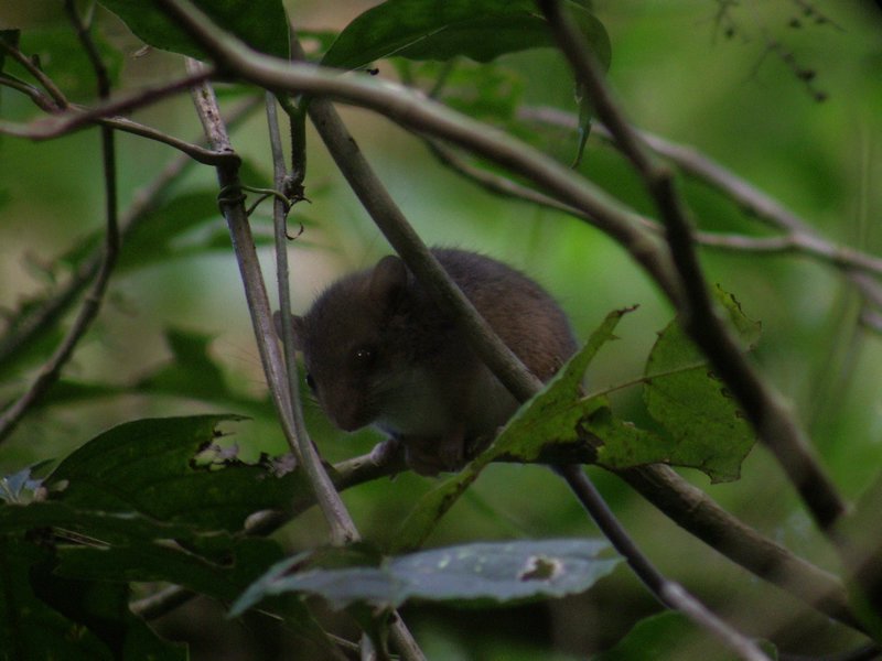 A Tico tree rodent