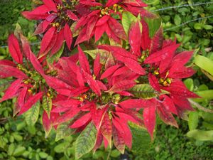 Wild Poinsettia Tree | Photo