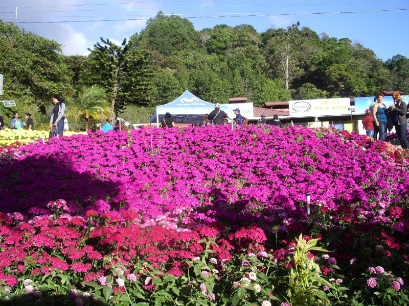 The Boquete Flower and Coffee Fair