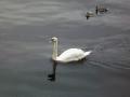 Shannon River Swan