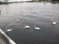 Swans!