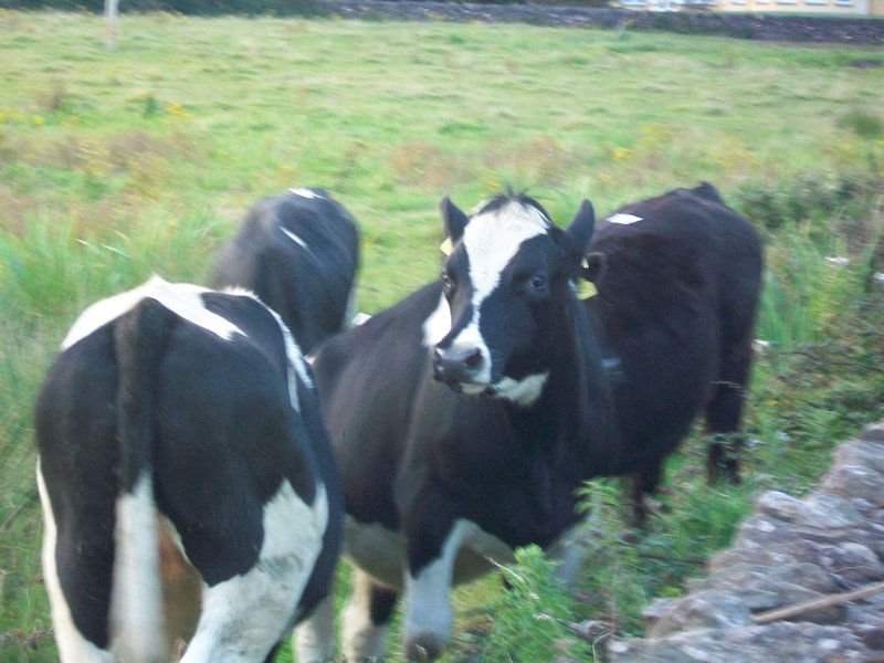 The distracting cows