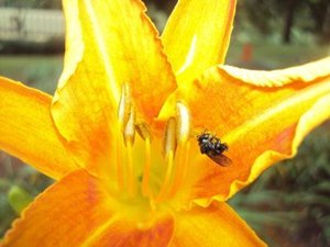 Sweat bee pollinating flower