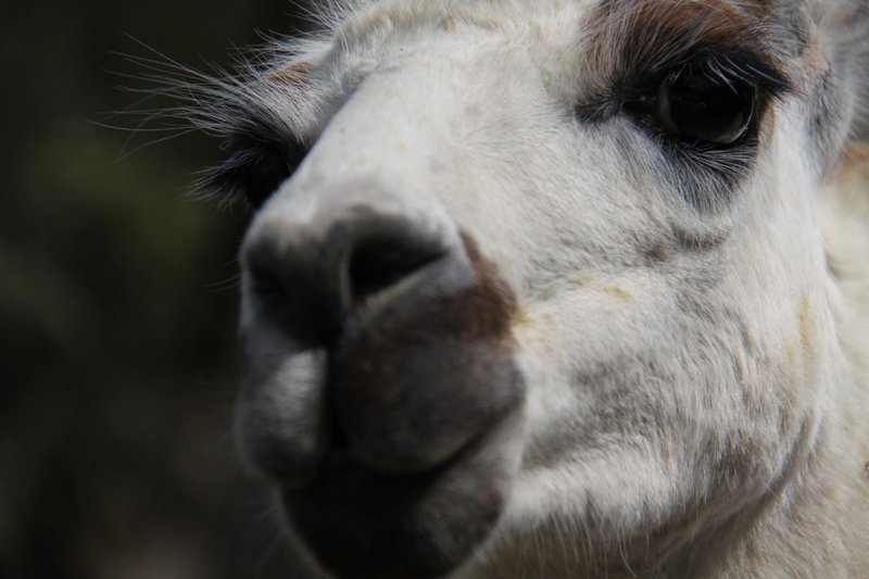 up close with a llama