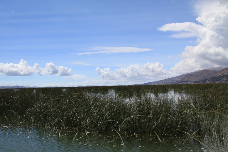 reeds using for floating islands