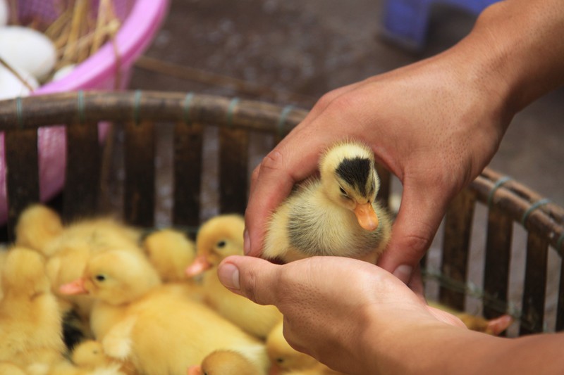 230415 baby ducks for sale