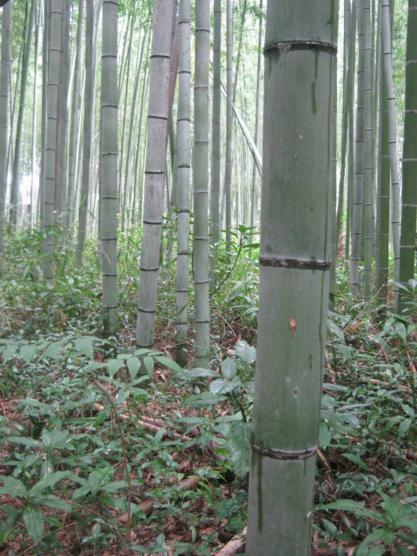 Bamboo forest