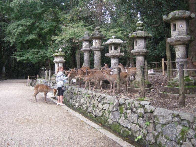 Excitable deer Nara Park