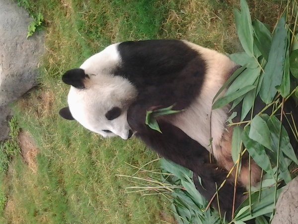 Up close with the pandas