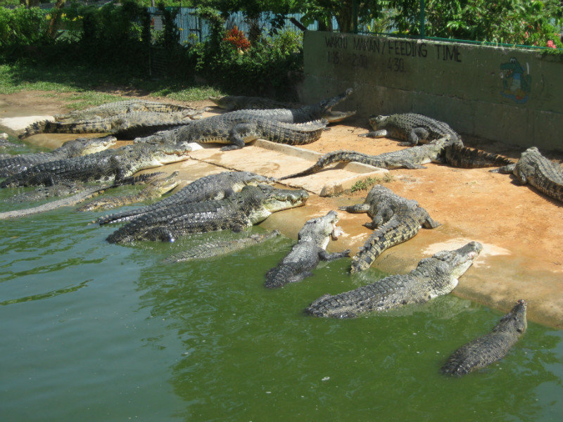 Crowded crocodiles