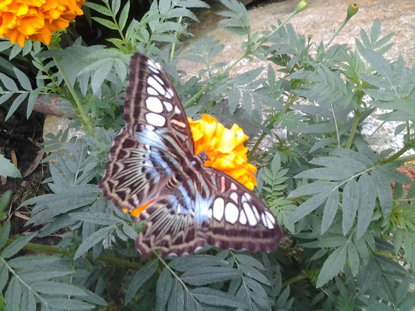 Butterfly farm