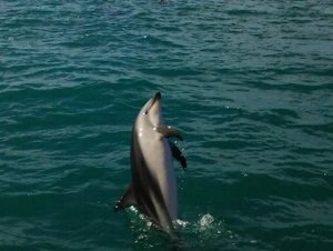 Kaikoura dolphin2