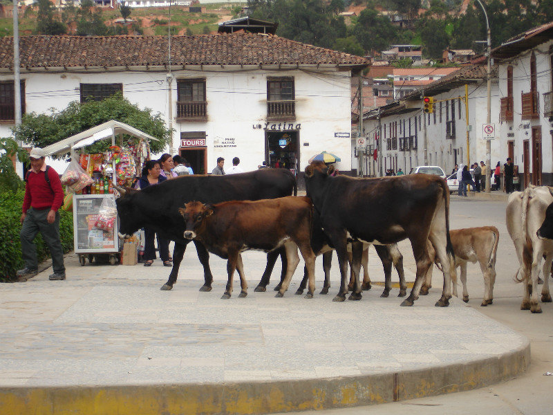 Marauding cows in Chacha's main square