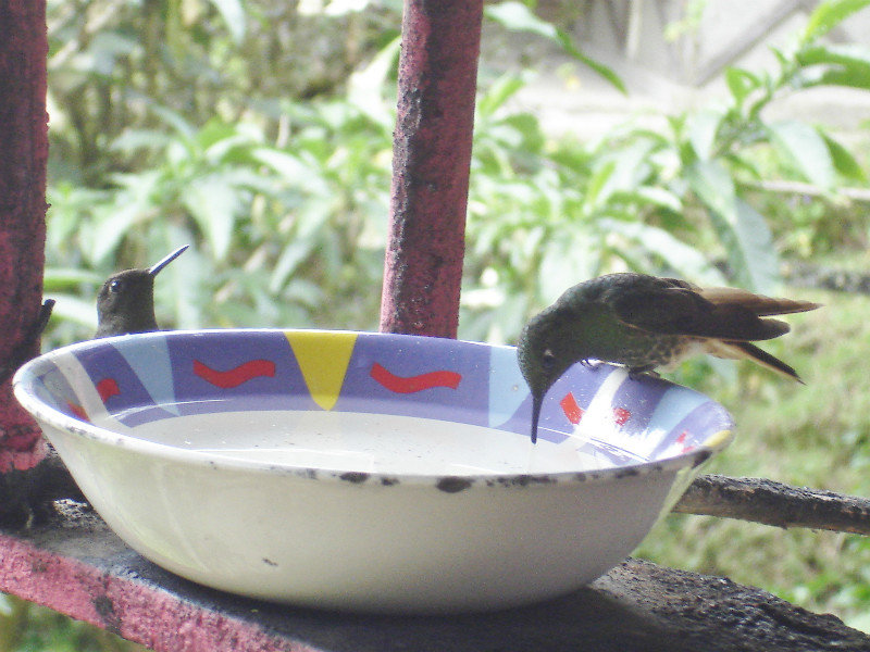 Hummingbirds :)