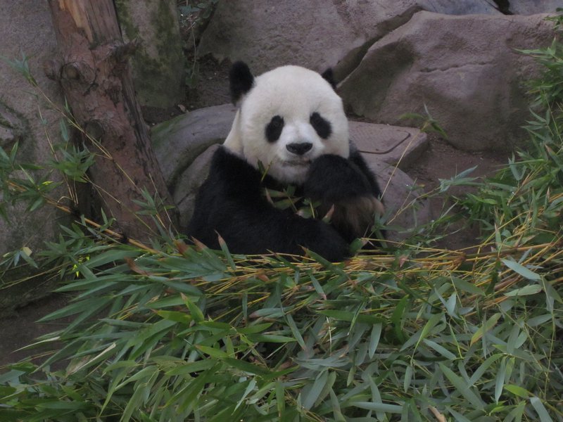 Cutest Panda in the world