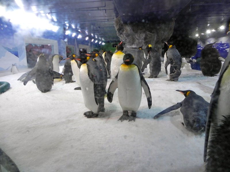 Pinguine in Kelly Tarltzons's Underwaterworld