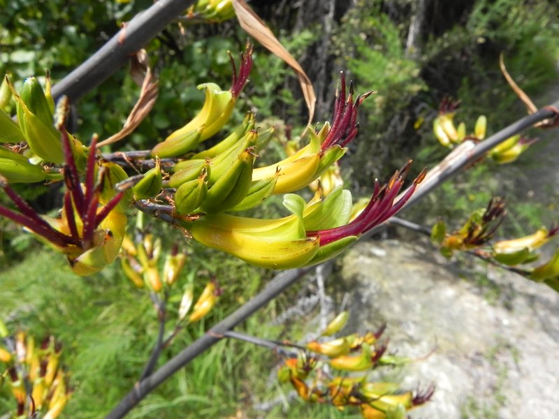 NZ-Flax Blüten