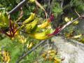 NZ-Flax Blüten
