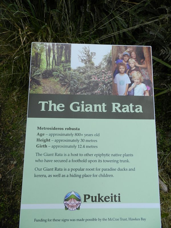 Giant Rata