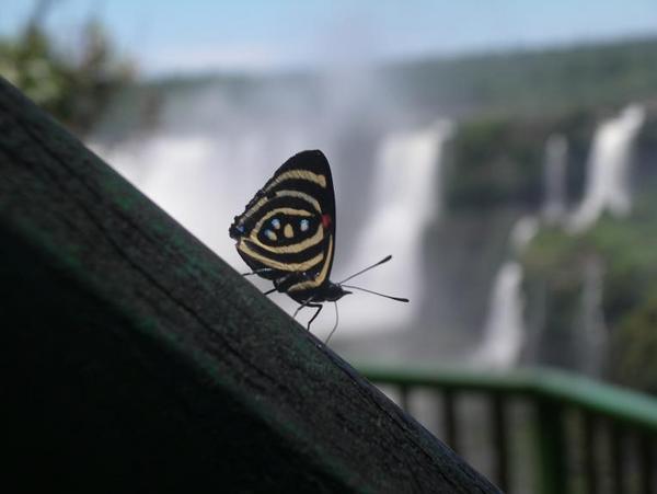 Iguaçu Falls 4
