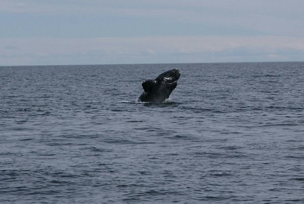 Whale showing off!