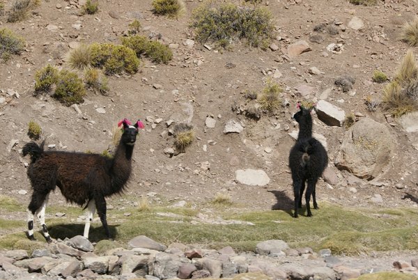 Llamas with Earings