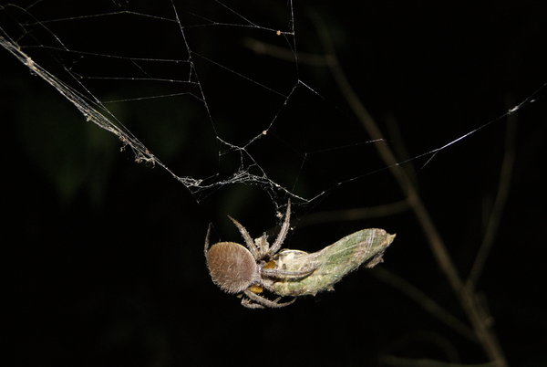 Spider eating a moth!