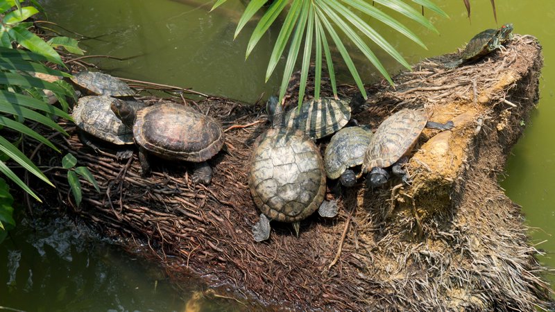 botanical garden turtles